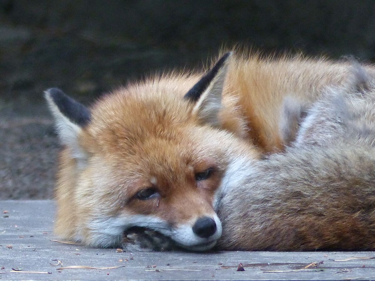 Rotfuchs (Vulpes vulpes)