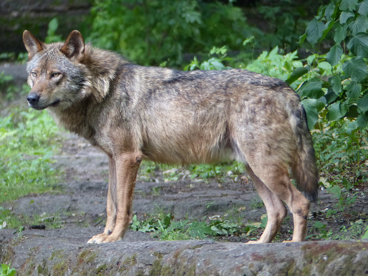 Iberischer Wolf (Canis lupus signatus)