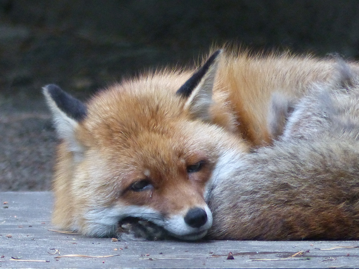 Rotfuchs Vulpes Vulpes