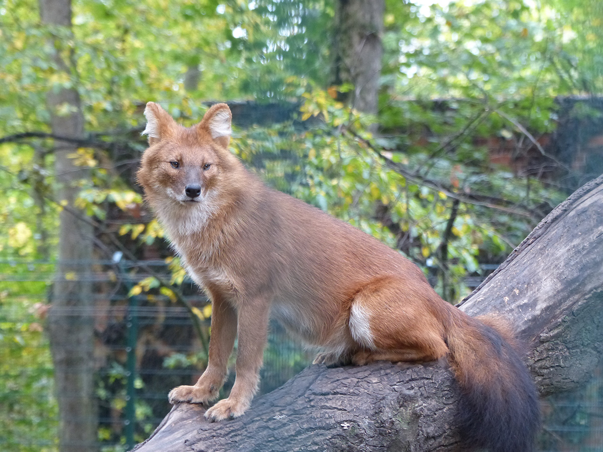 Rothund (Cuon alpinus)